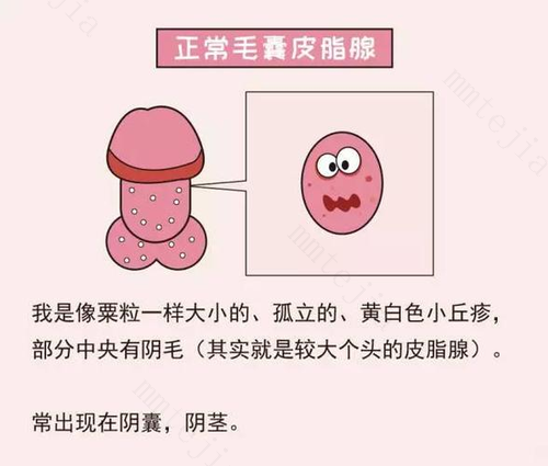 睾丸有小疙瘩怎么回事
