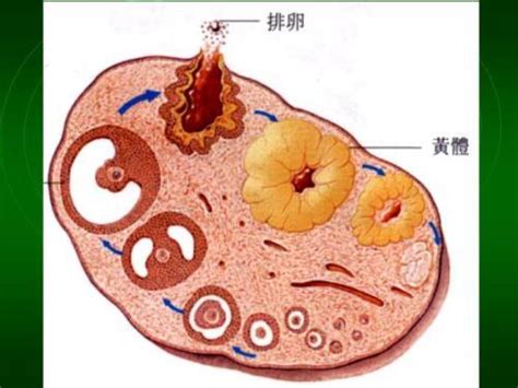 卵泡破裂多久同房有效