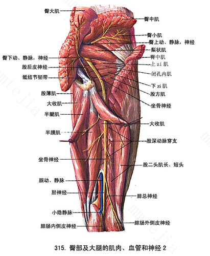 大腿根部疼痛是什么原因 这5大原因你一定要注意！