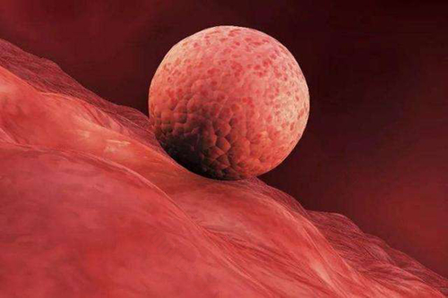 受孕成功后还会排卵吗 受孕成功后还会排卵吗