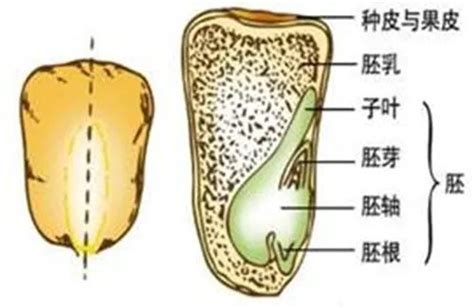 优良的种子