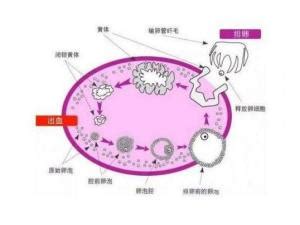 黄体酮破裂手术后多久可以怀孕