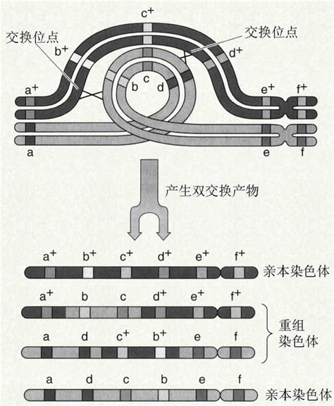 特纳综合征是谁的原因 胎儿特纳综合征是谁的原因