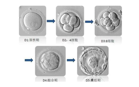 冻卵和鲜卵有什么区别 鲜卵和冻卵有什么区别